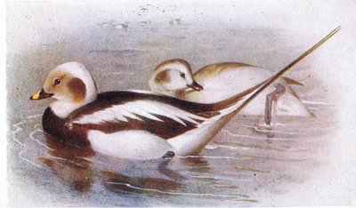 Long Tailed Duck by Archibald Thorburn